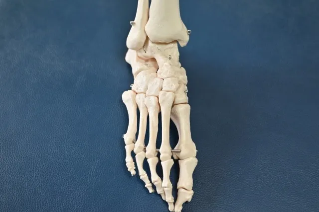 ほとんどの人が知らない!?足の重要性とオーソティクス